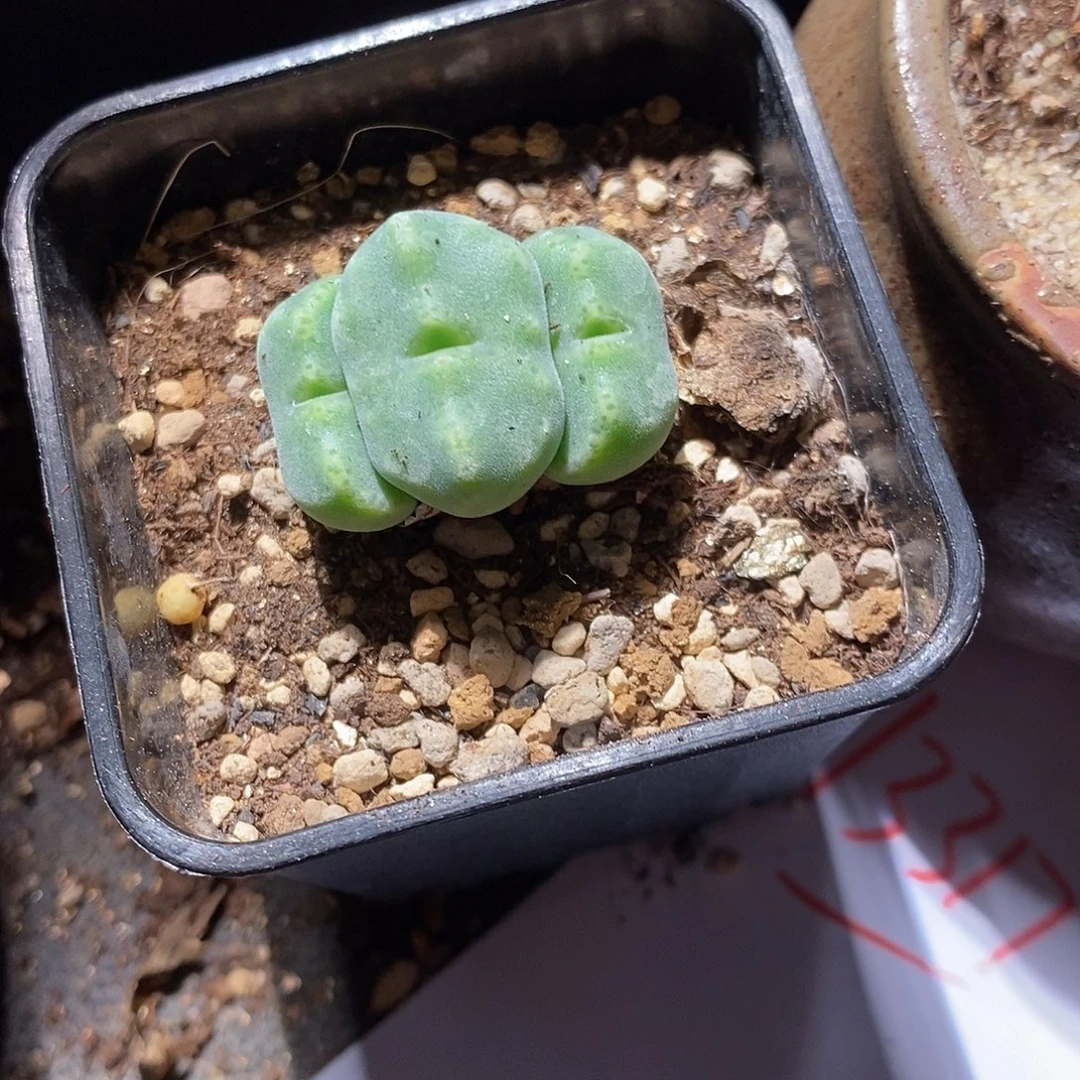 13317。 绿豆糕一颗。
