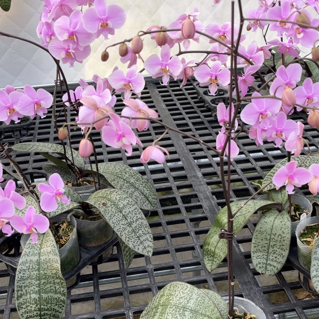完全开放3.5寸银叶西开花株