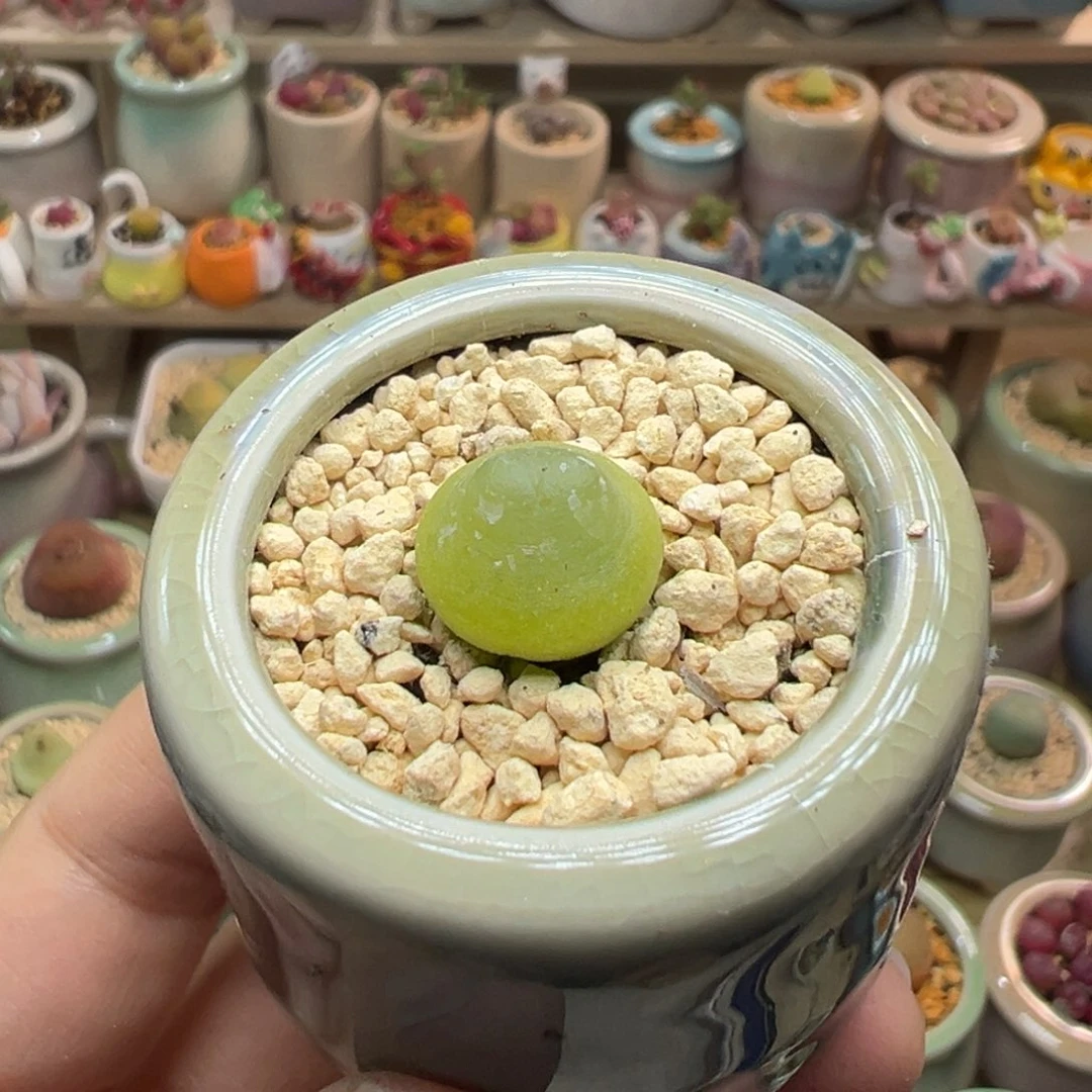 多肉植物112号小拉登