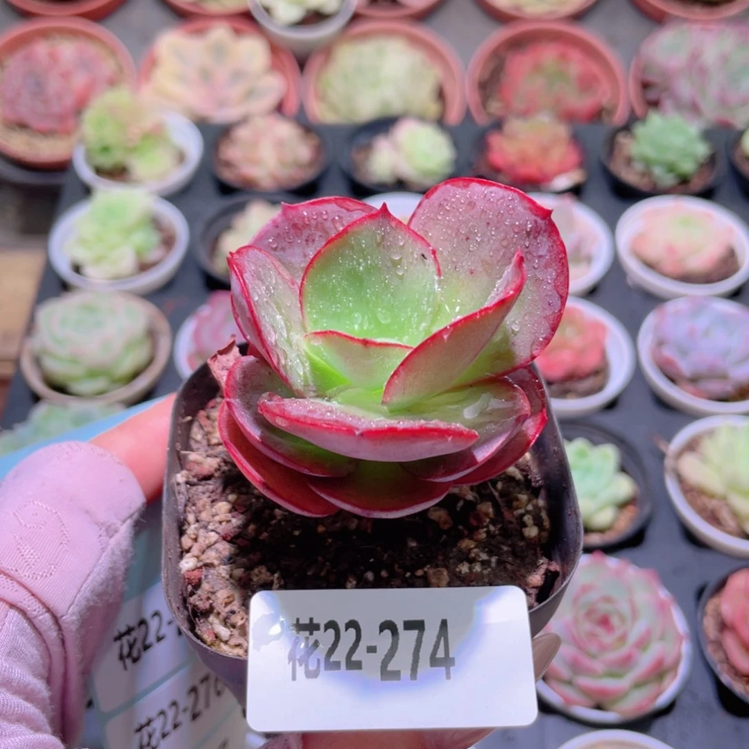 花利美22-274秀妍
