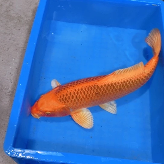 海水赤木芒果松叶