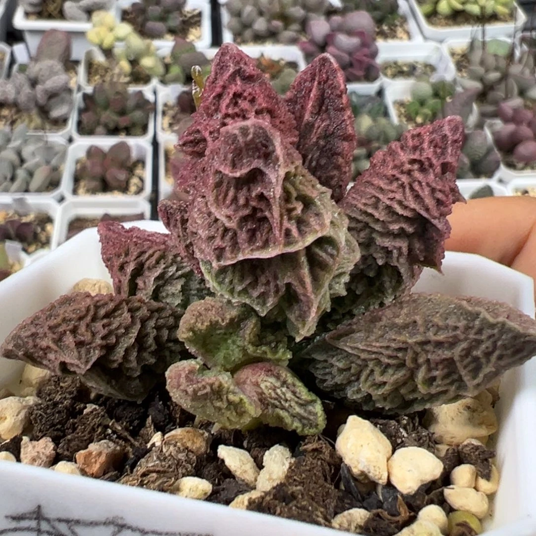 小刀纹路实生新品多肉植物水泡（可出叶片）