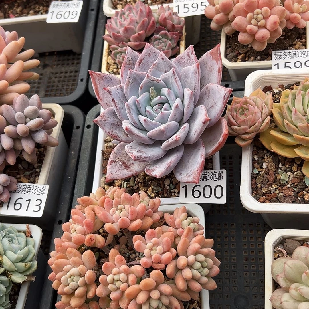 爱***笨无花朵多肉一物一拍植物1600