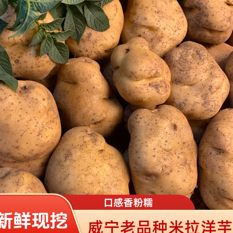 贵州老品种米拉洋芋现挖新鲜洋芋新鲜土豆包邮