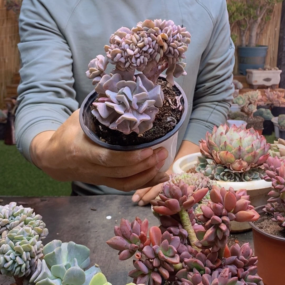 小*13号雪精灵缀化