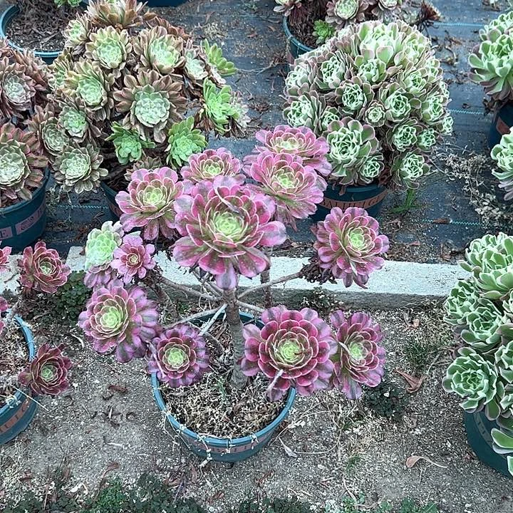 0160维纳斯多肉植物