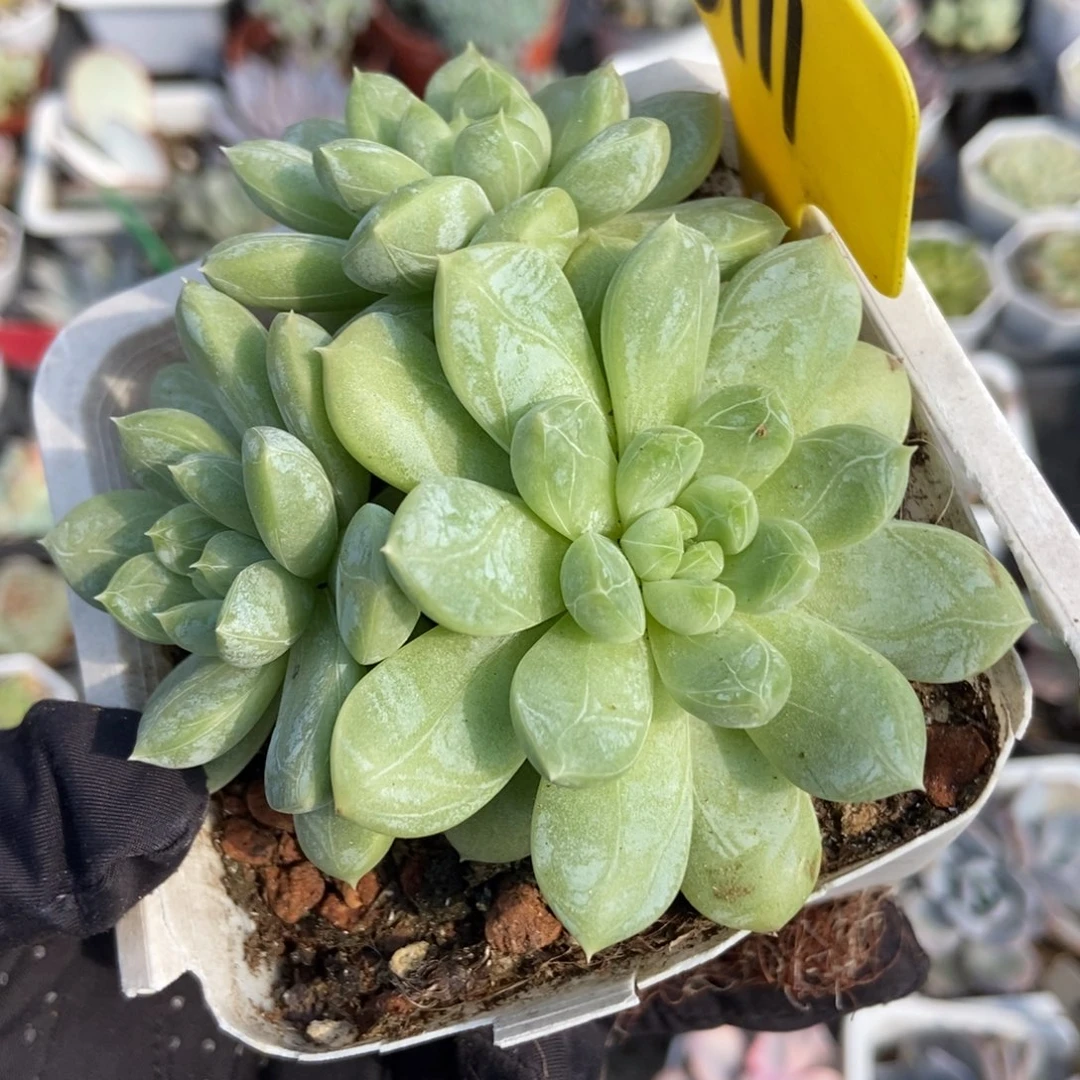 6111百搭翡翠多肉植物