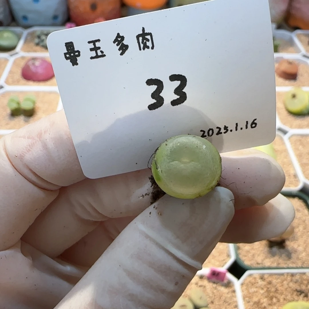 多肉多肉多肉1.16-033