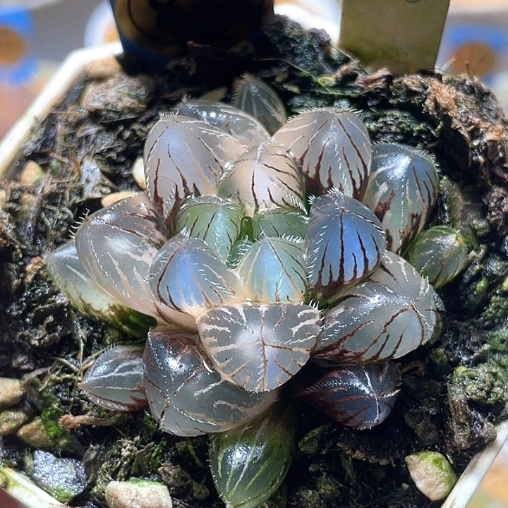 与***方873赤线锦特选福利