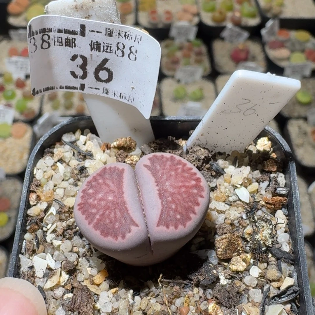 Sss精品清货价36紫菊