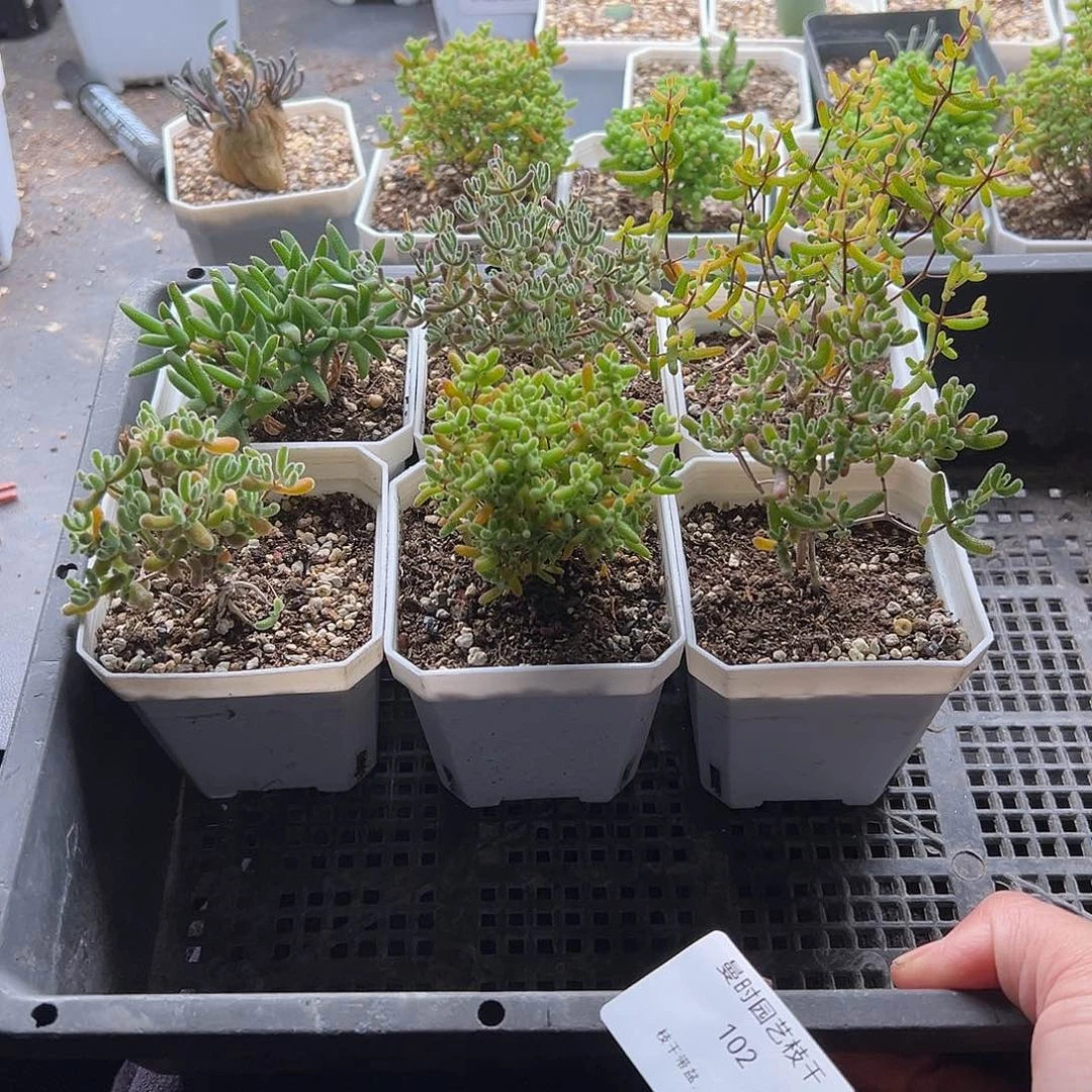 102号枝干新手套餐11.19多肉