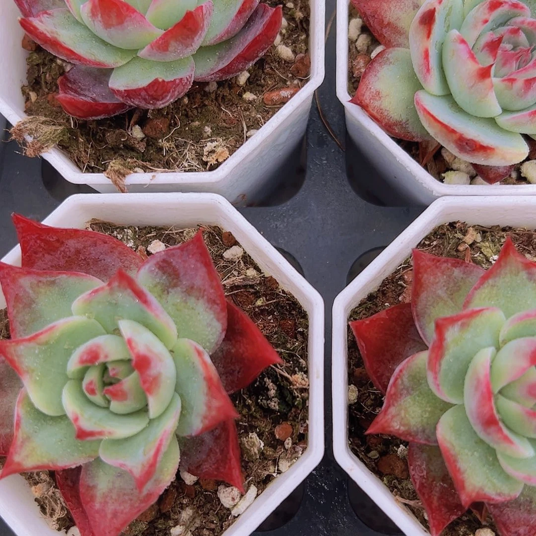 宽叶惊鸿19包邮多肉植物