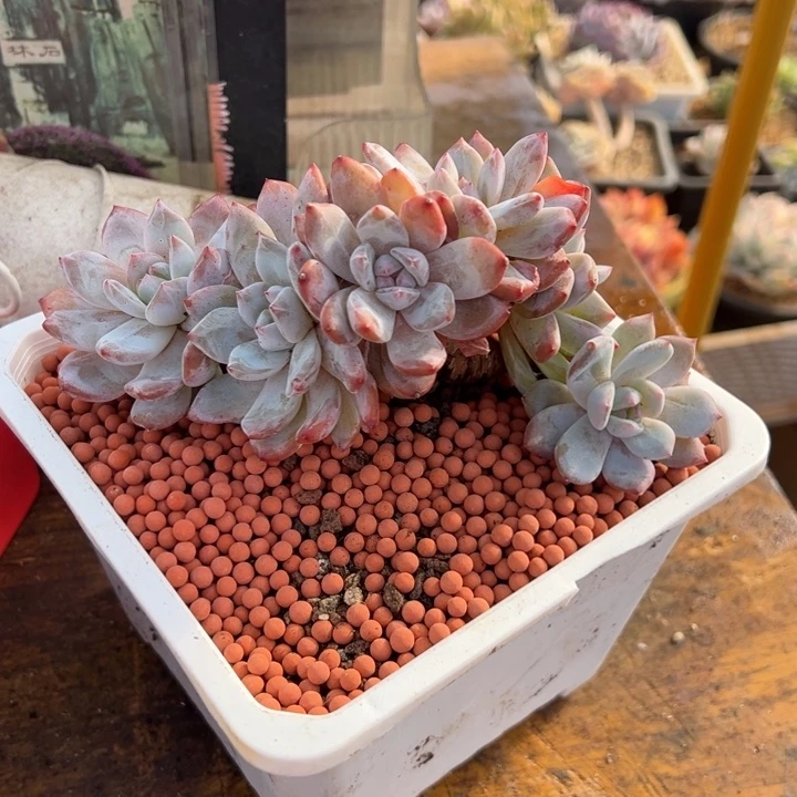 橙梦露 夏鸣园艺 老桩