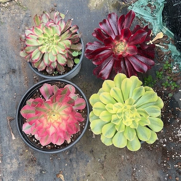 法师多肉植物小花