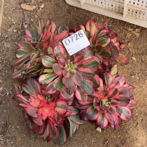 倾***风多肉植物黑魔锦五个