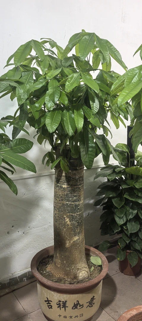 大型真实物拍照发财树绿植盆栽室内客厅办公室乔迁送礼优选