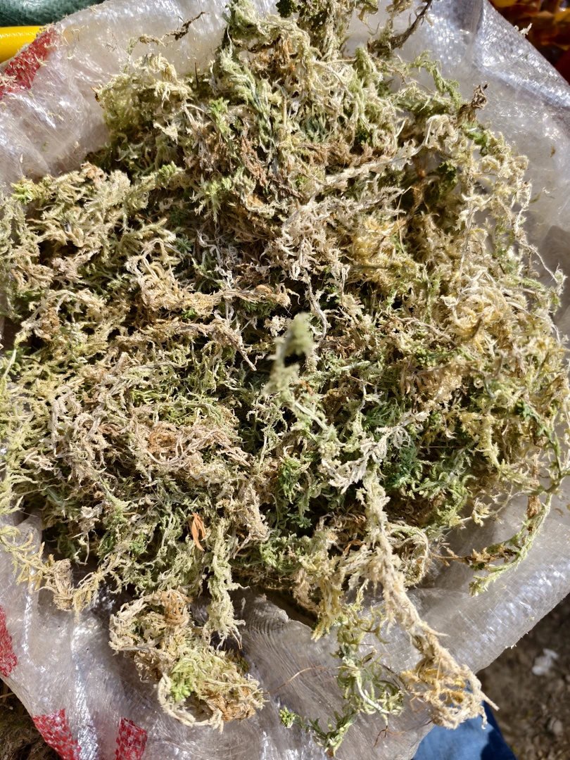 水苔     兰花    保湿