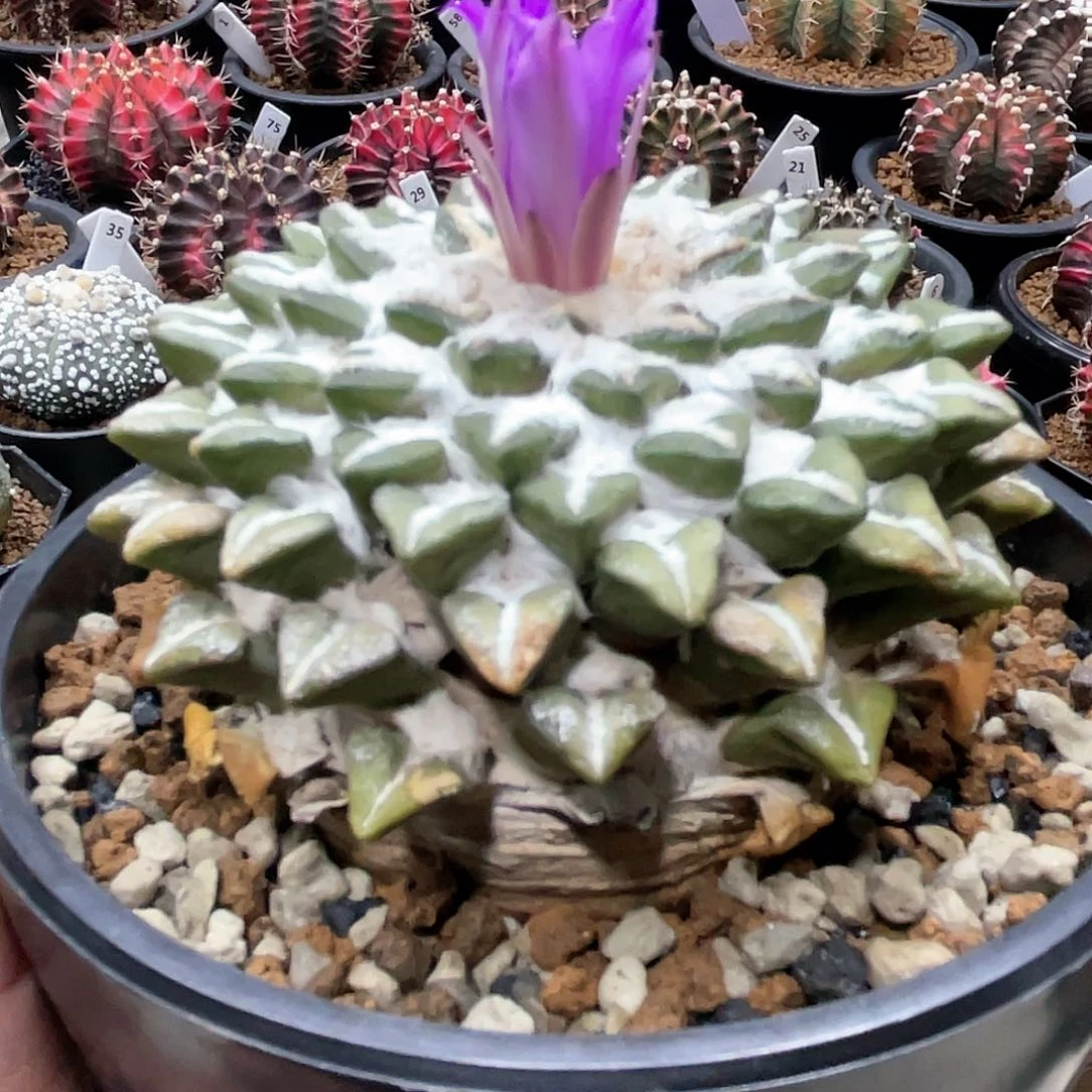 老家，大尤黑牡丹