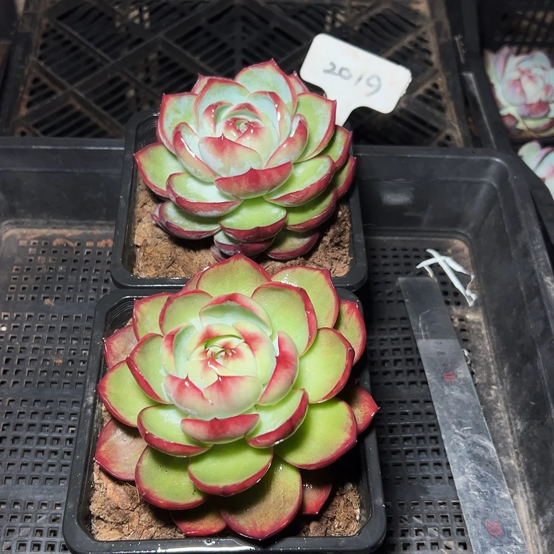 惊鸿仙子两颗2019号