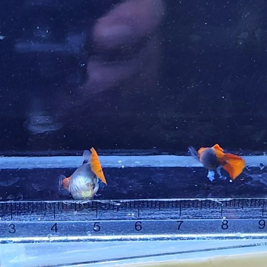 孔雀鱼25蓝贵族球一对