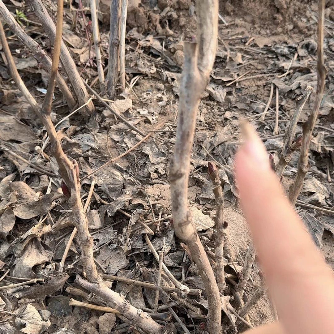 完全开放11111111111