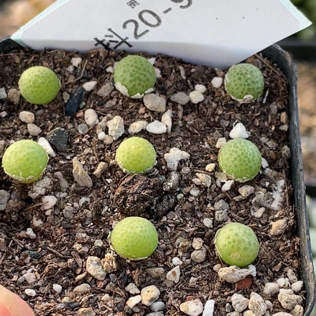 20-97园艺玉米多肉植物