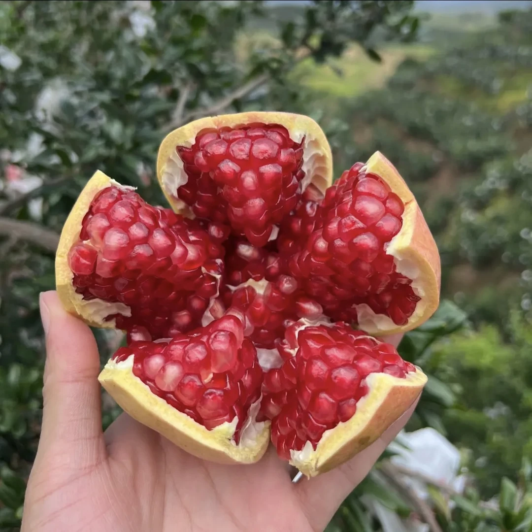 正宗四川会理金狐狸软籽石榴精品一级石榴新鲜当季水果鲜甜爆汁