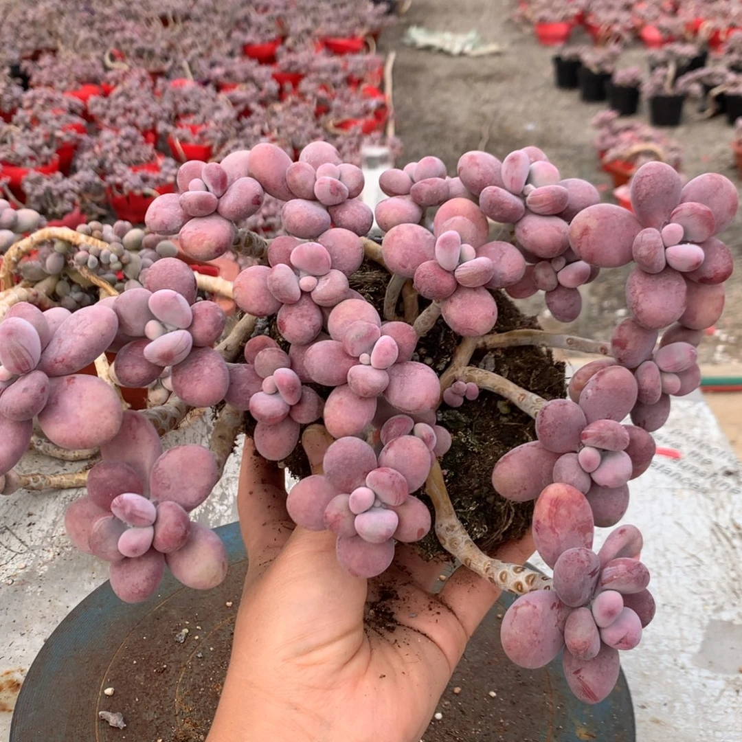 桃蛋老桩一处蹭头不带盆18号