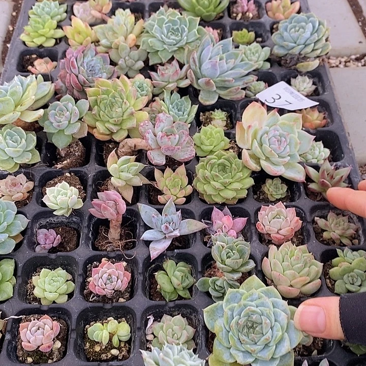 37 多肉植物盆栽花卉