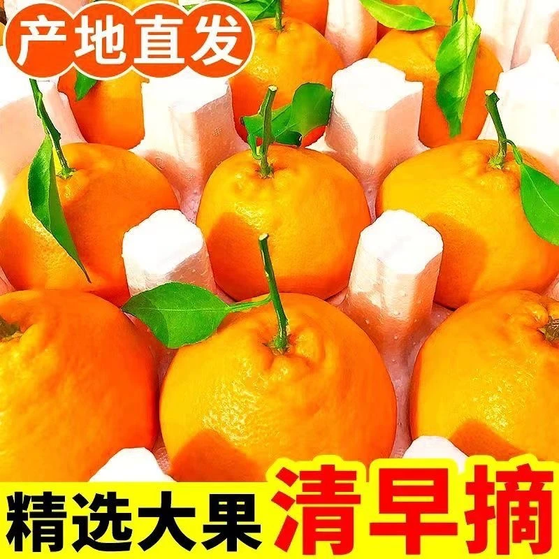 四川春见耙耙柑柑橘桔子丑橘新鲜水果