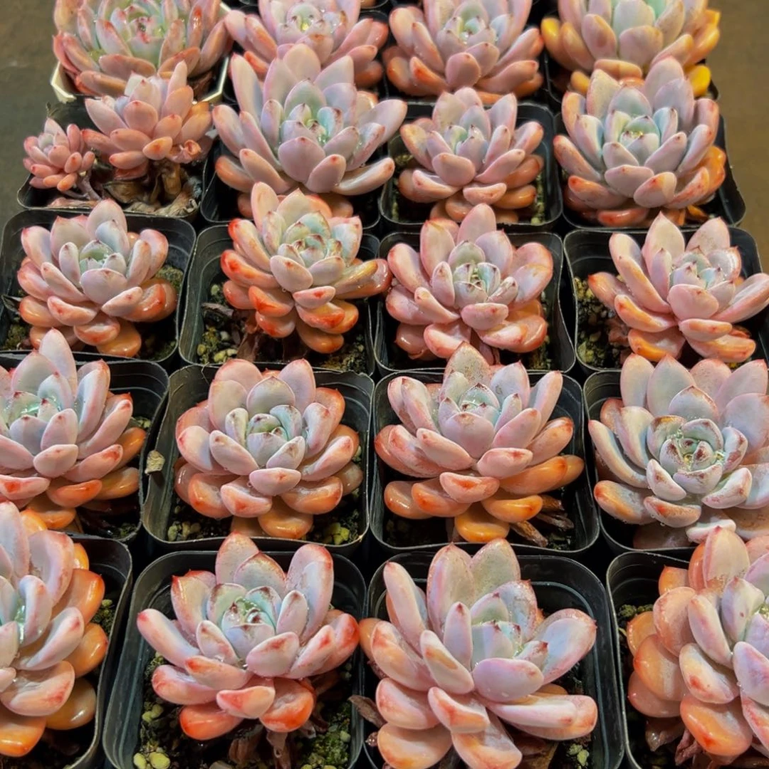 237的人都在用这个词了吗