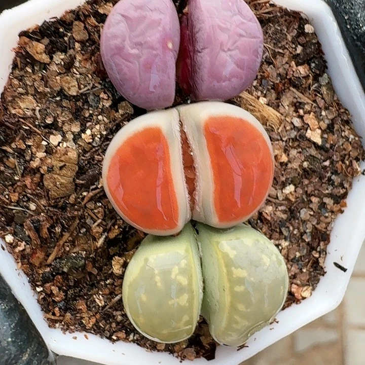 生石花1111。  95