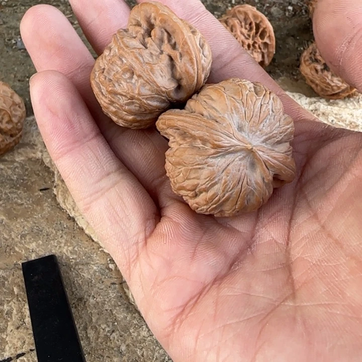 .***）文玩核桃把件战鼓