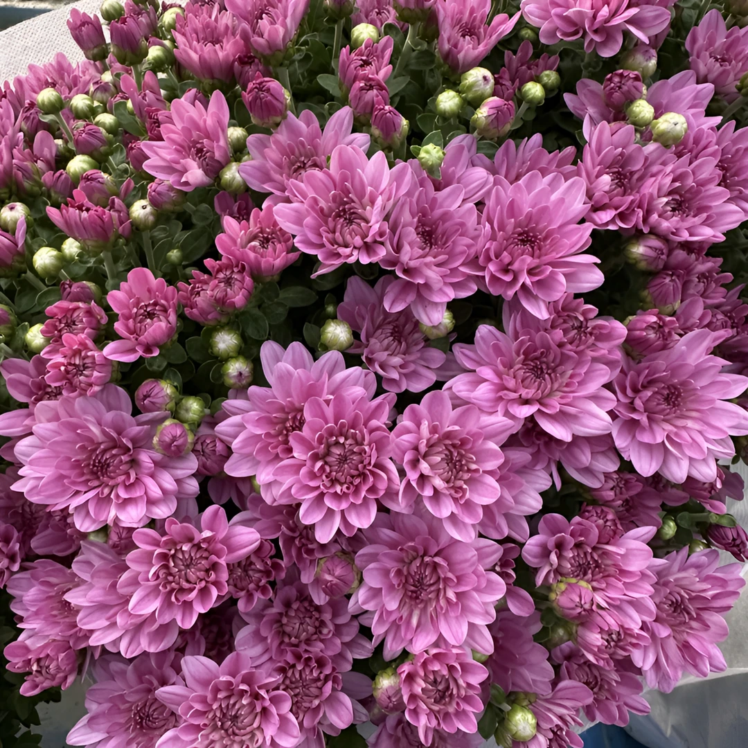 【小熊粉】千头菊球菊耐热耐寒多年生植物易养护花期长庭院