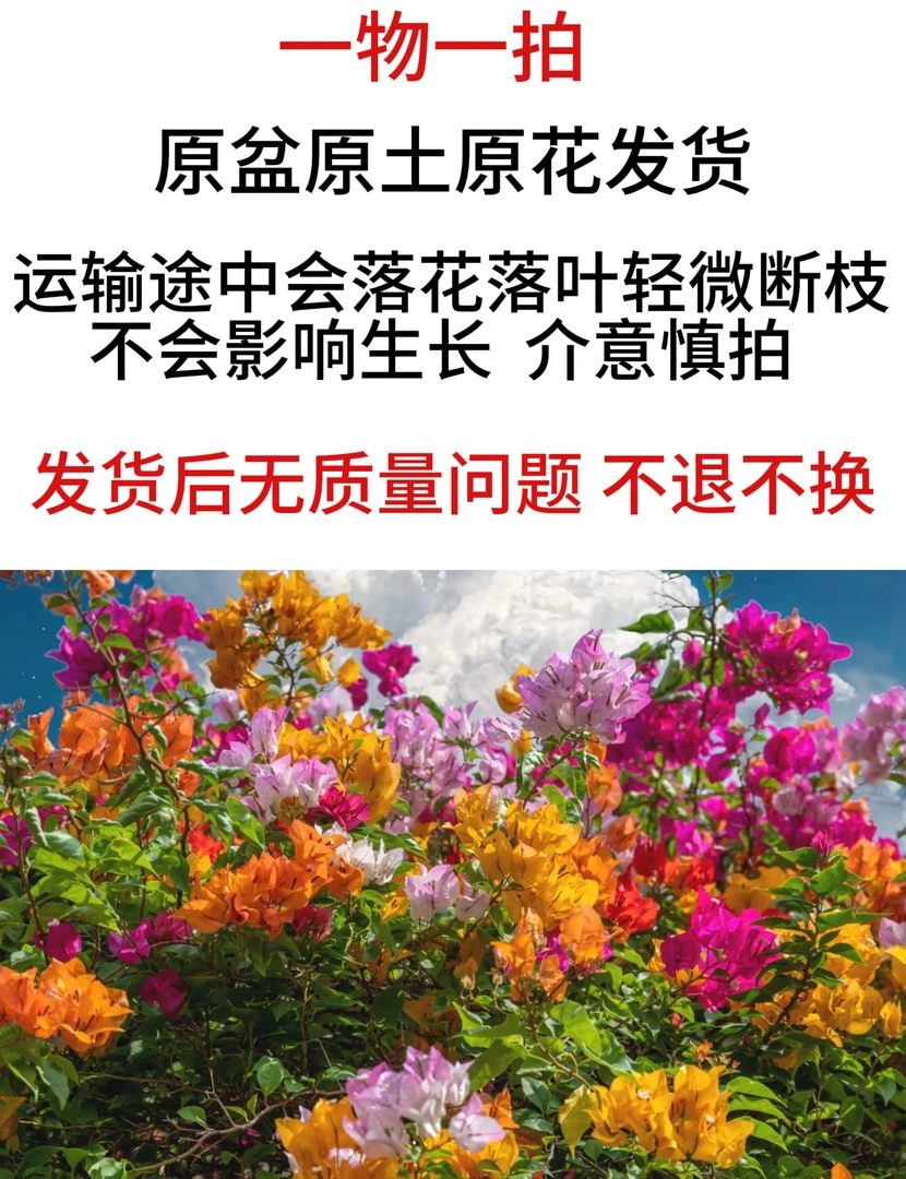 【三角梅】【一物一拍】新手好养活地栽盆栽耐热耐寒