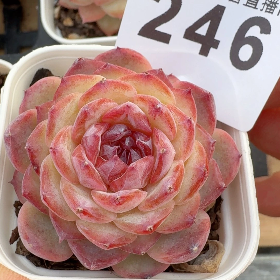 孤品         多肉植物
