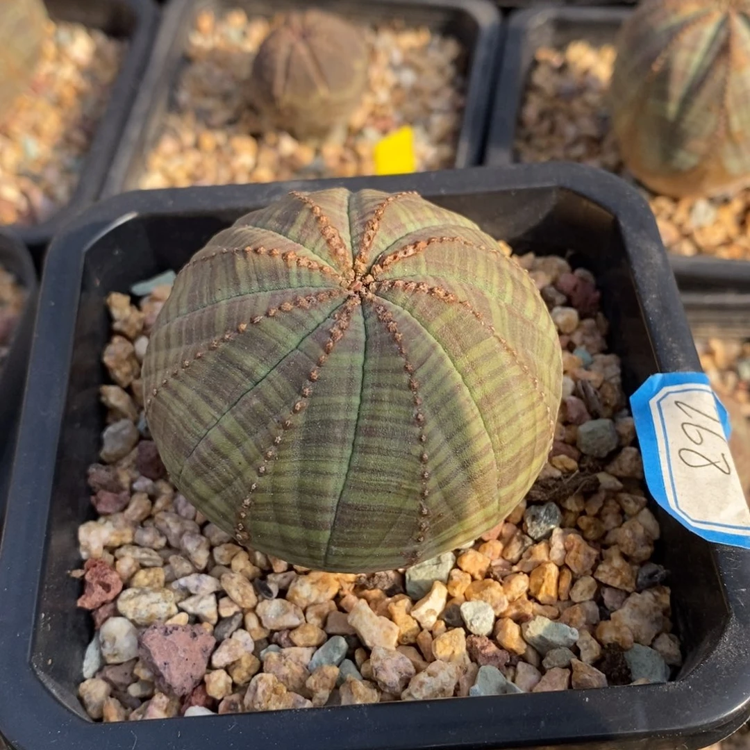 44 欧系实生布纹球多肉植物