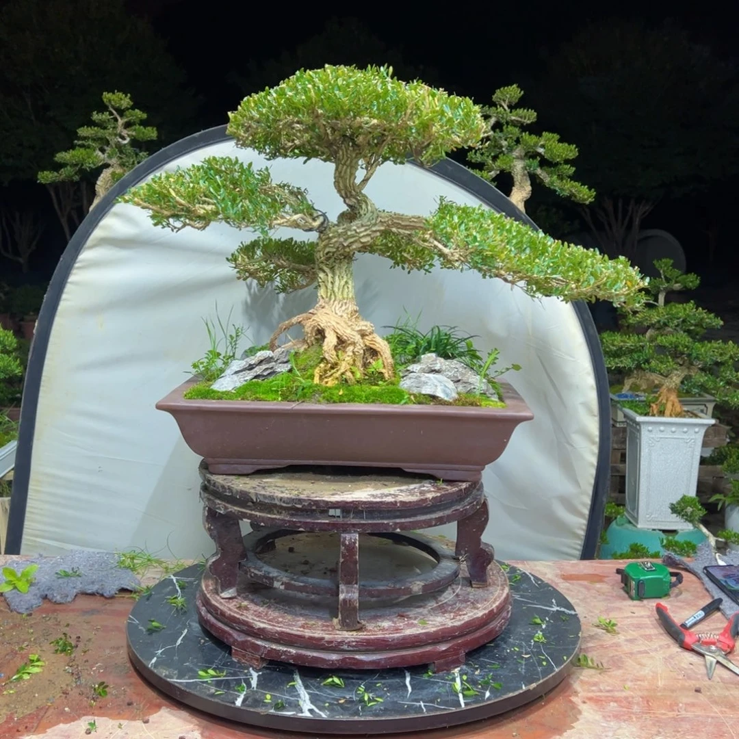 无花朵广东皱皮雀舌黄杨