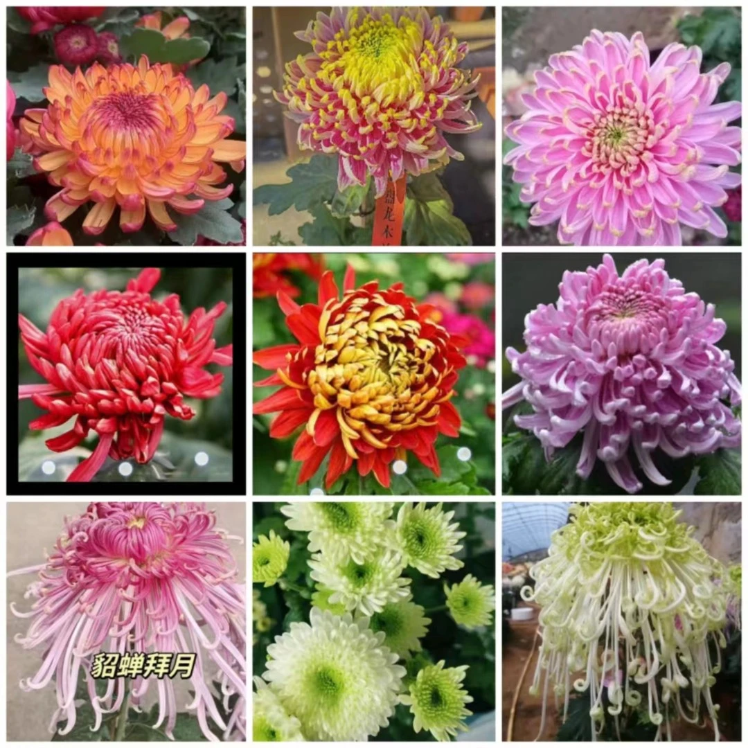 5棵大苗【主播推荐】九月菊 菊花大苗 土球发货不打标签