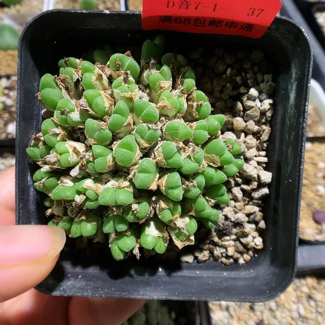 【闪购商品】7-1-37 小米雏一群特 35