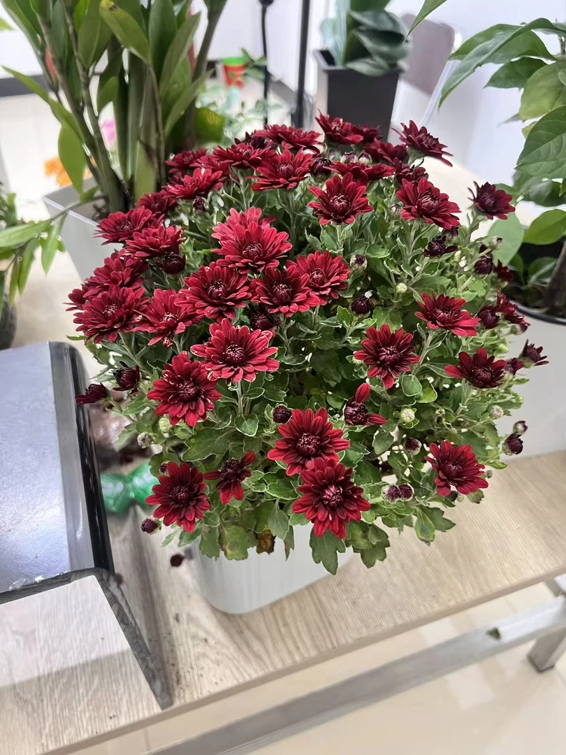 带花苞发货菊盆栽菊花苗室内外阳台绿植四季耐寒好养花卉