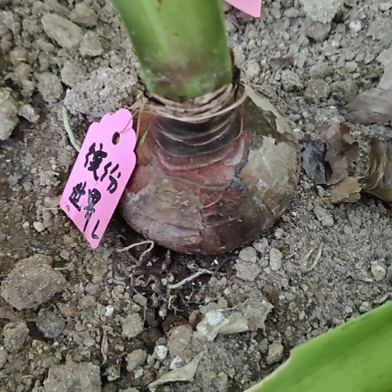 完全开放缤纷世界7公分左右