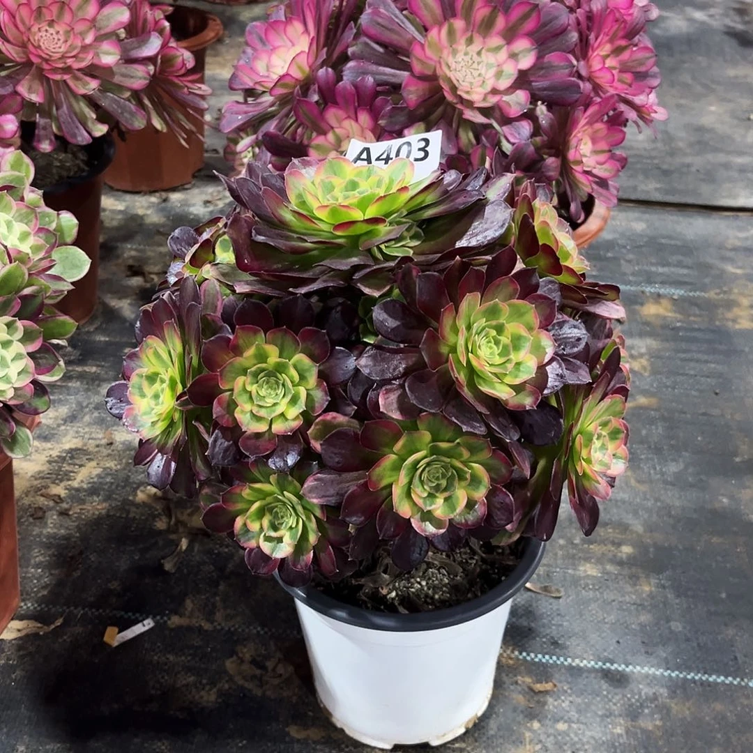 多肉植物安娜锦403多肉