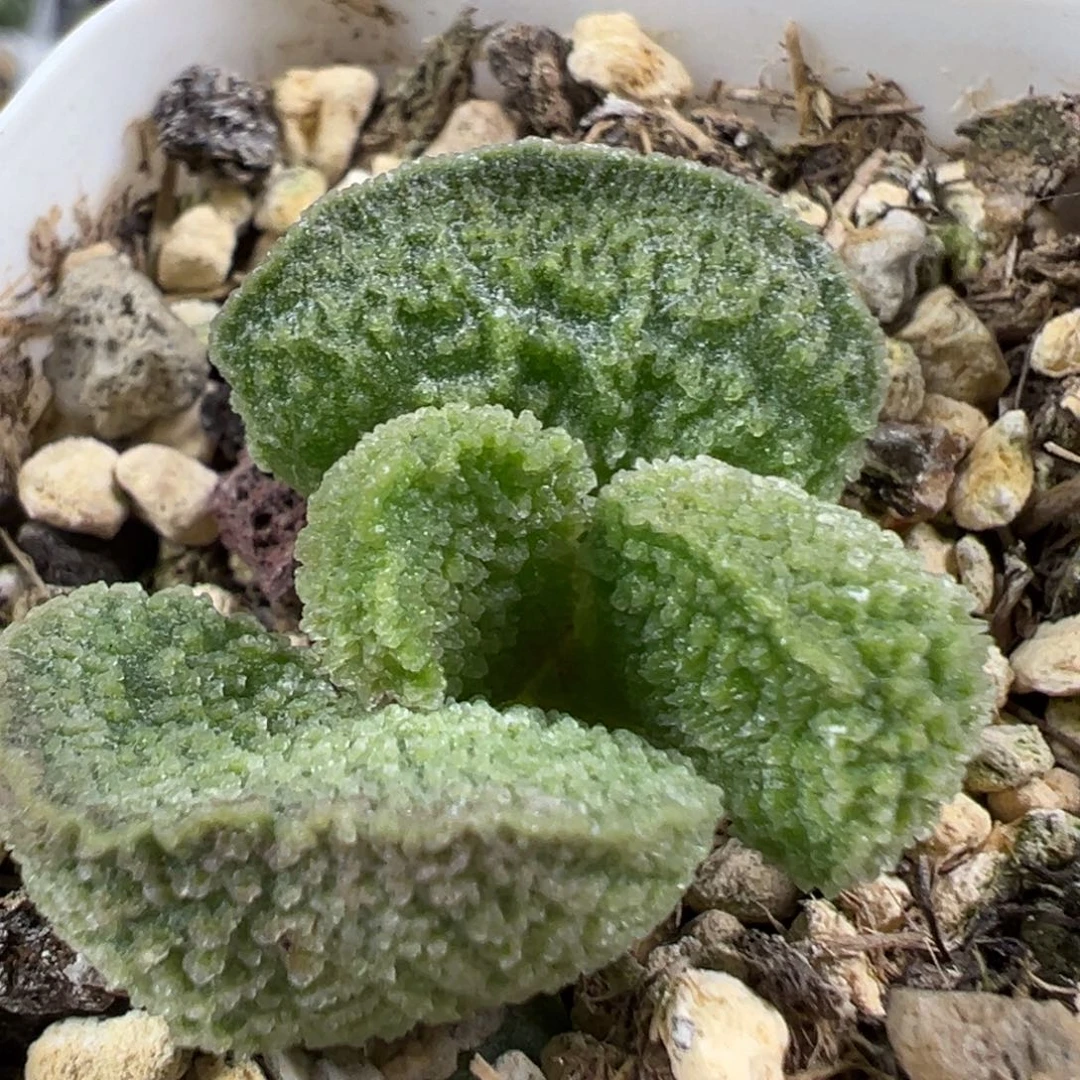 w绿色系冰晶颗粒款实生新品