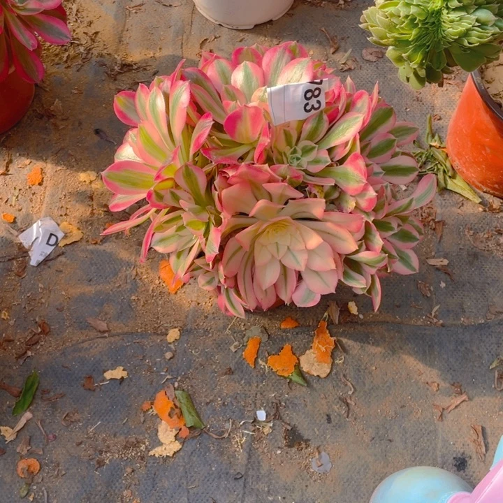 多肉粉女巫法师783