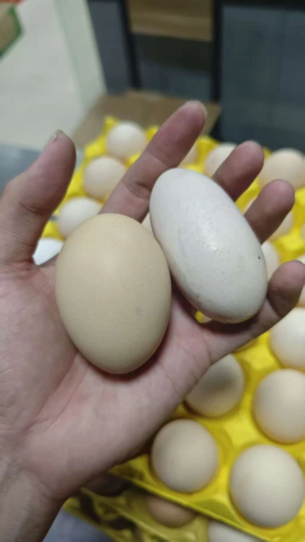 汕尾陆丰本地土麻鸡双黄蛋