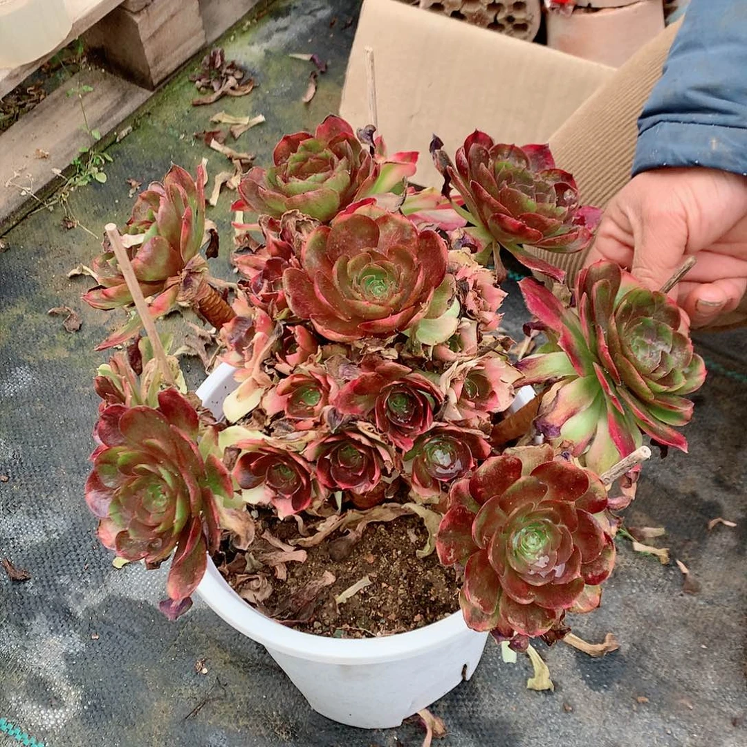 【闪购商品】品**生雨荷，多肉