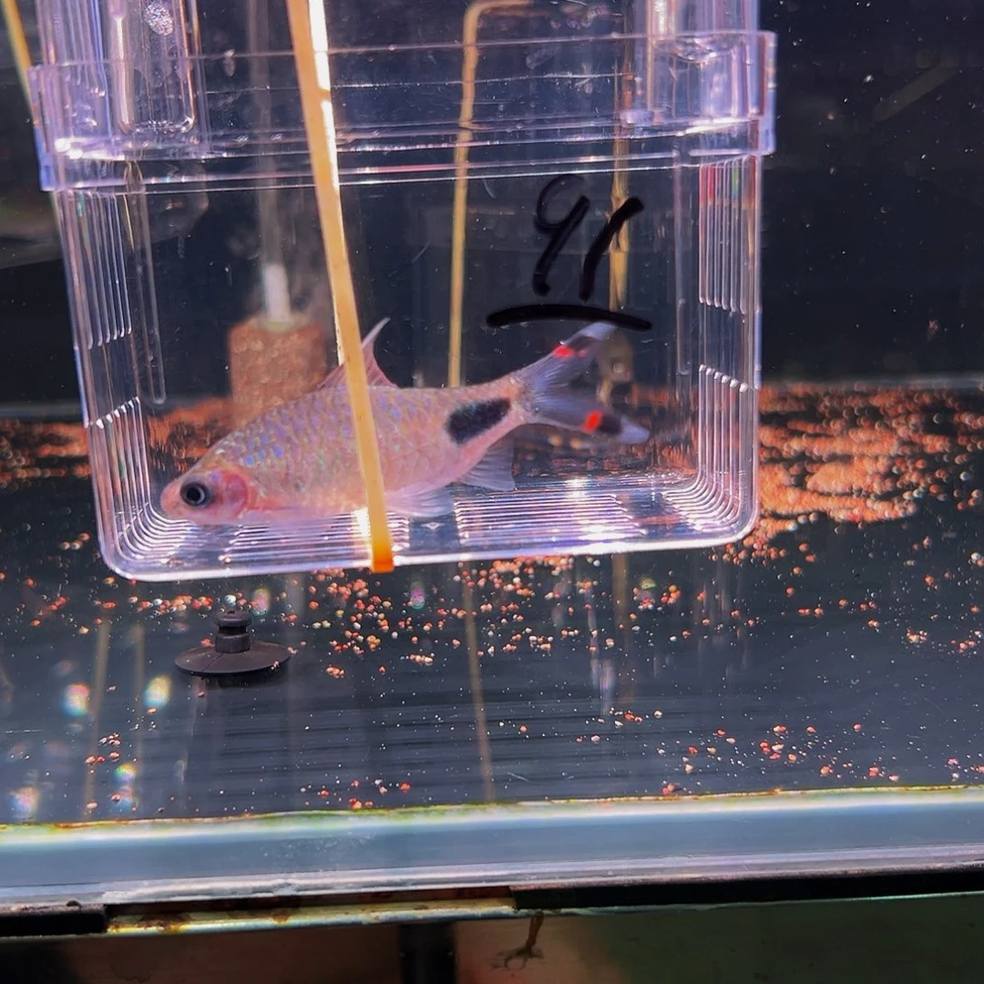 工具鱼红杂鱼鱼鱼91