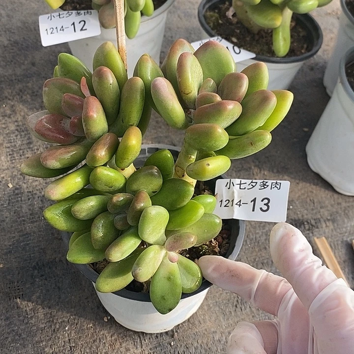 芒果奶13 小七夕多肉