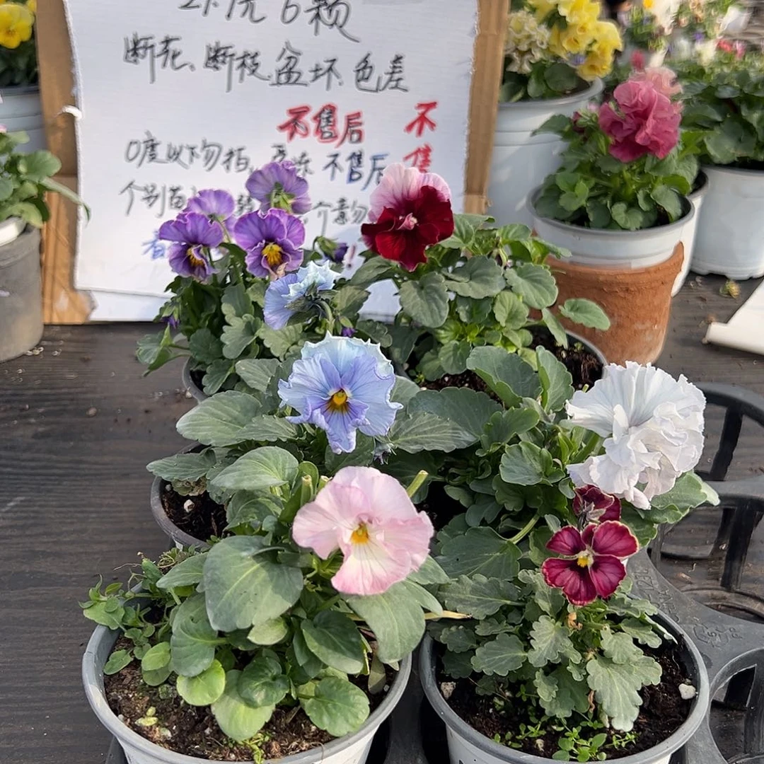 大部分花苞少量开放087号